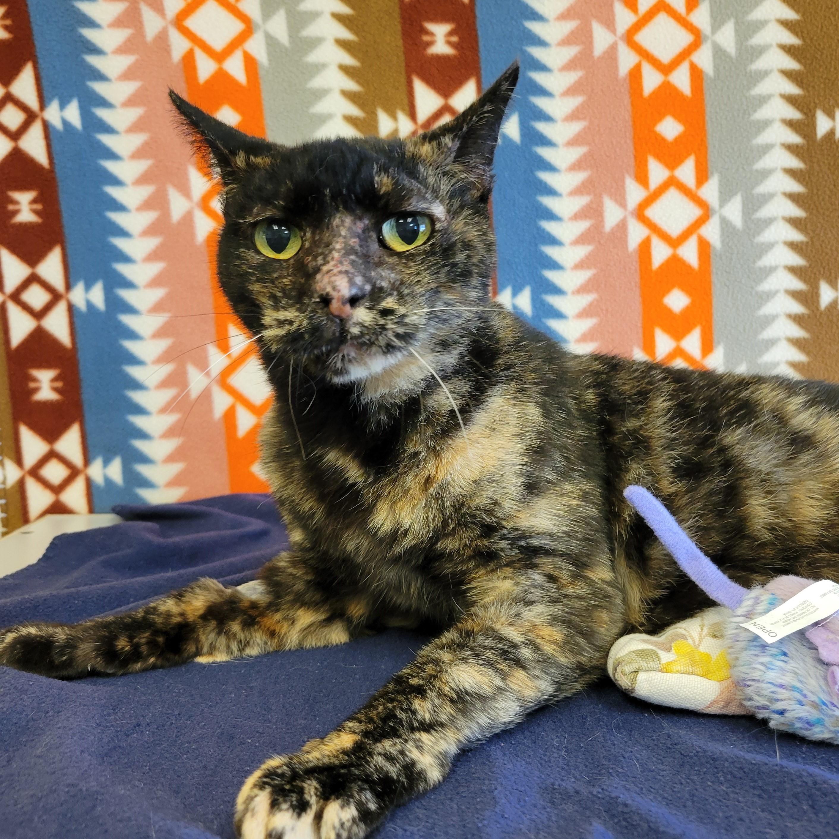 Enlarge Jordy, a ADOPTABLE mixed breed in ALPINE, TX image 2/6