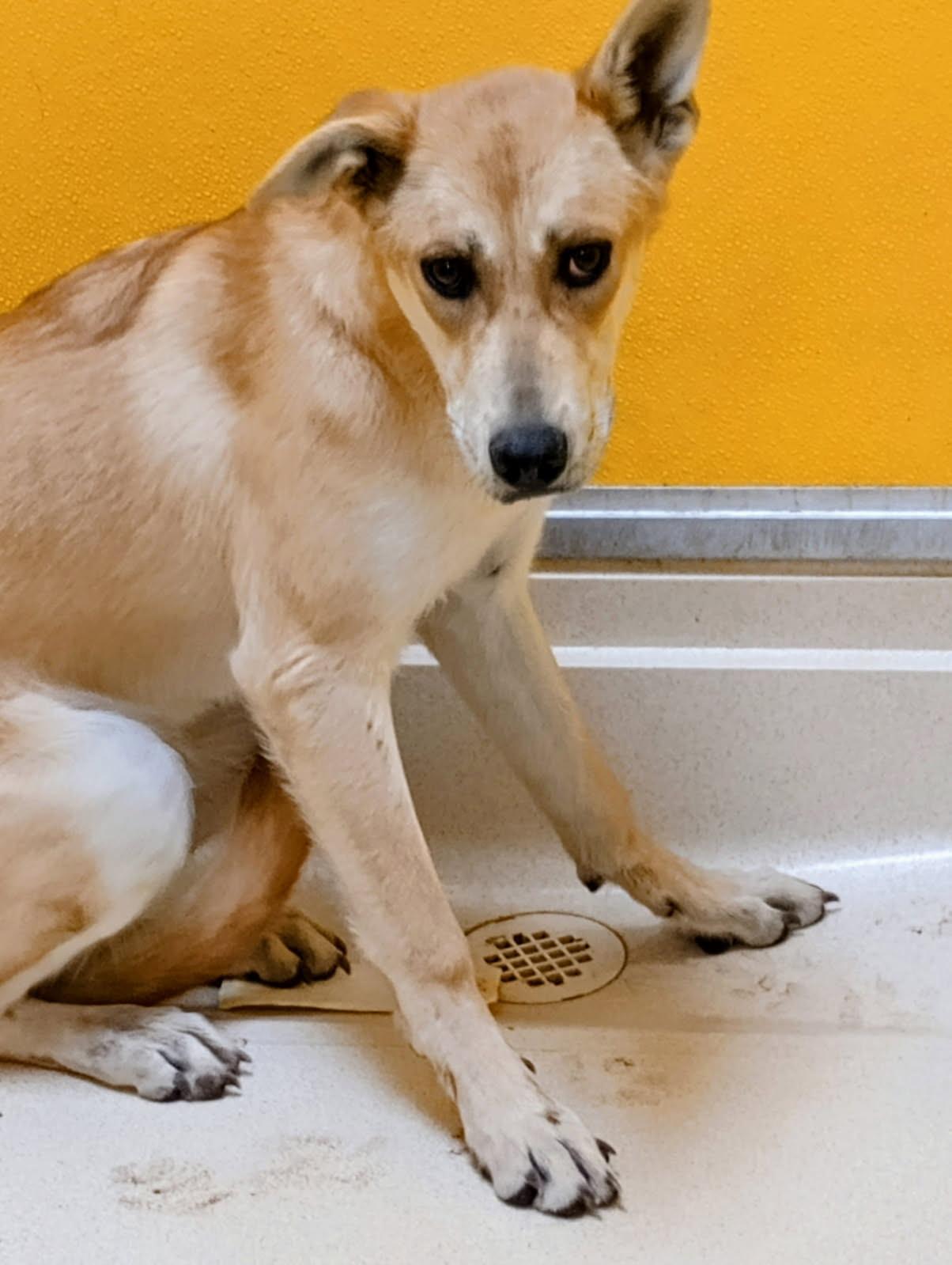 DingoGirl, Adoptable, Young Female Carolina Dog.