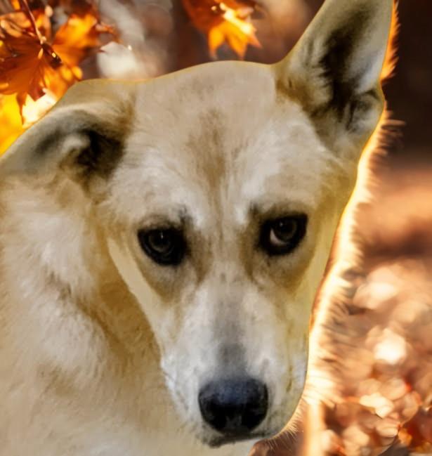 DingoGirl, a Adoptable mixed breed in San Luis, CO image 1/2