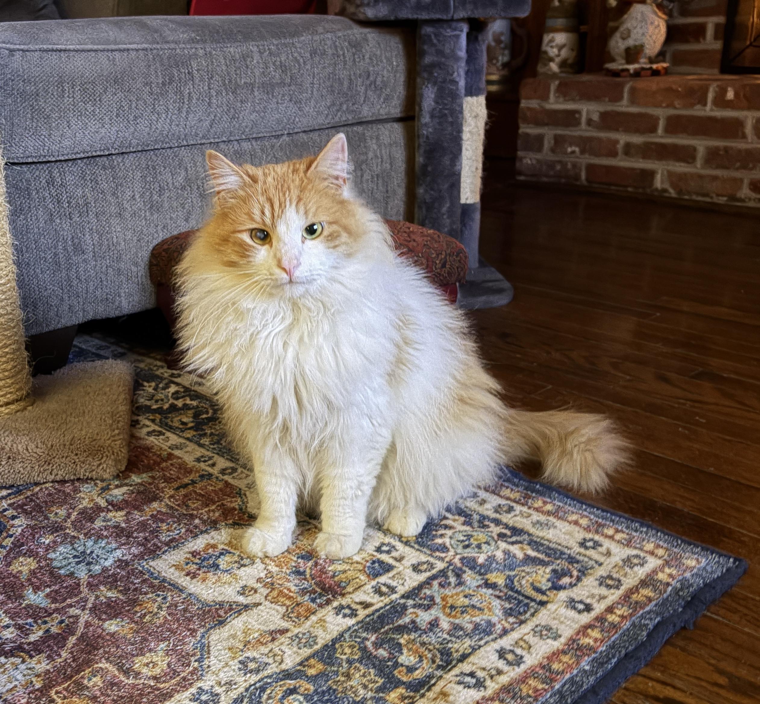 Enlarge SUNNY, an adopted mixed breed in Churchville, PA image 4/5