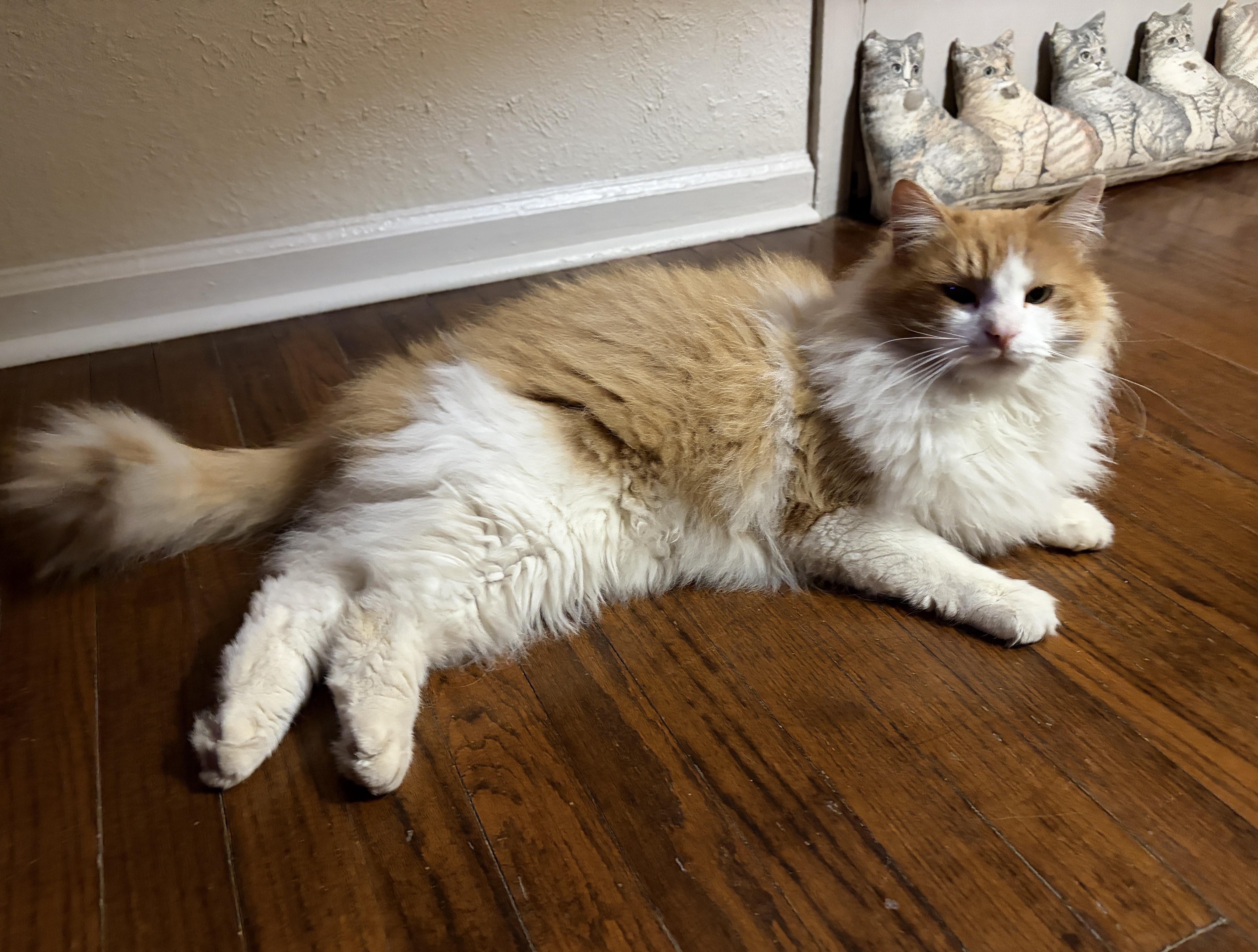 Enlarge SUNNY, an adopted mixed breed in Churchville, PA image 2/5