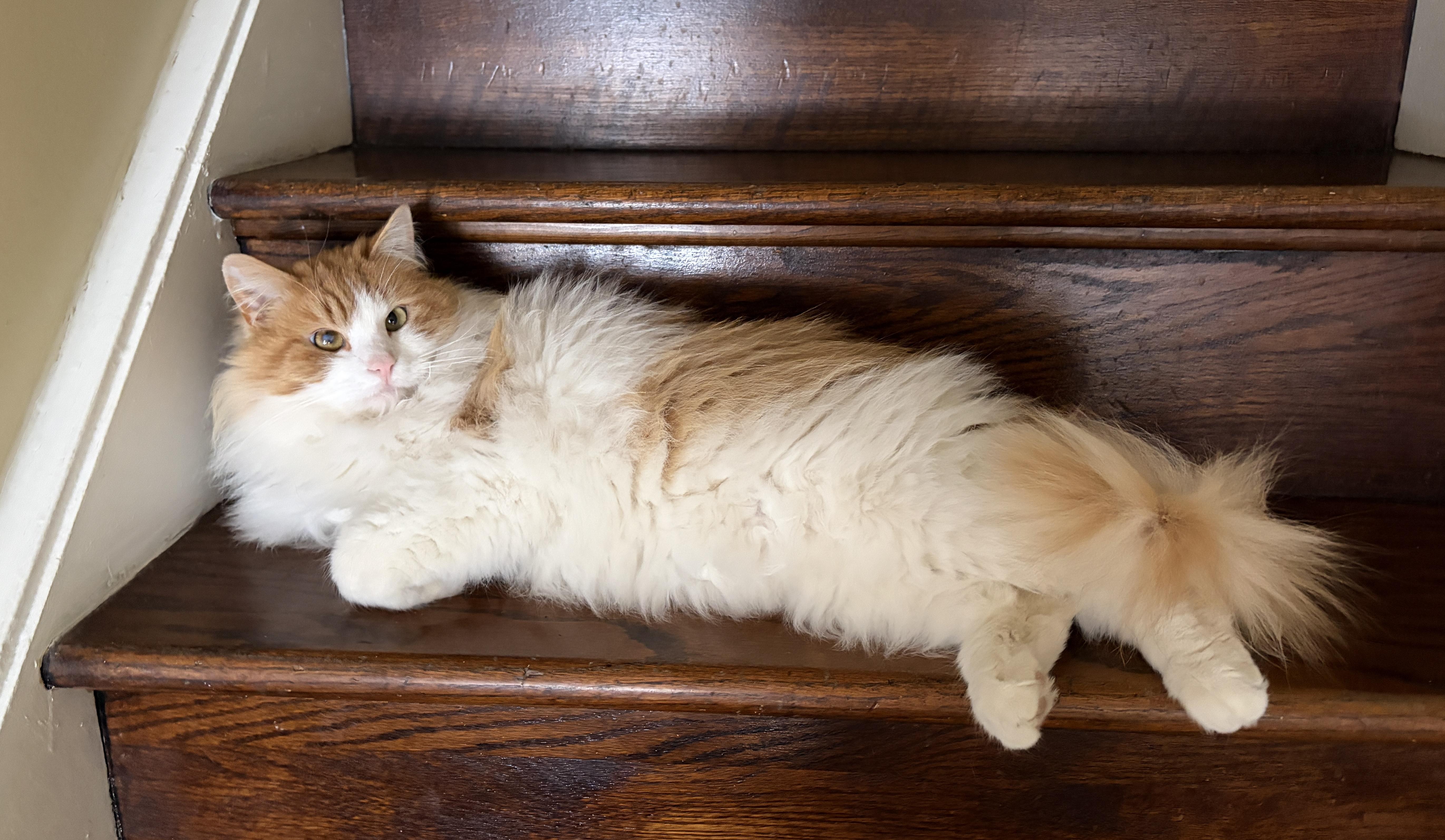 Enlarge SUNNY, an adopted mixed breed in Churchville, PA image 5/5