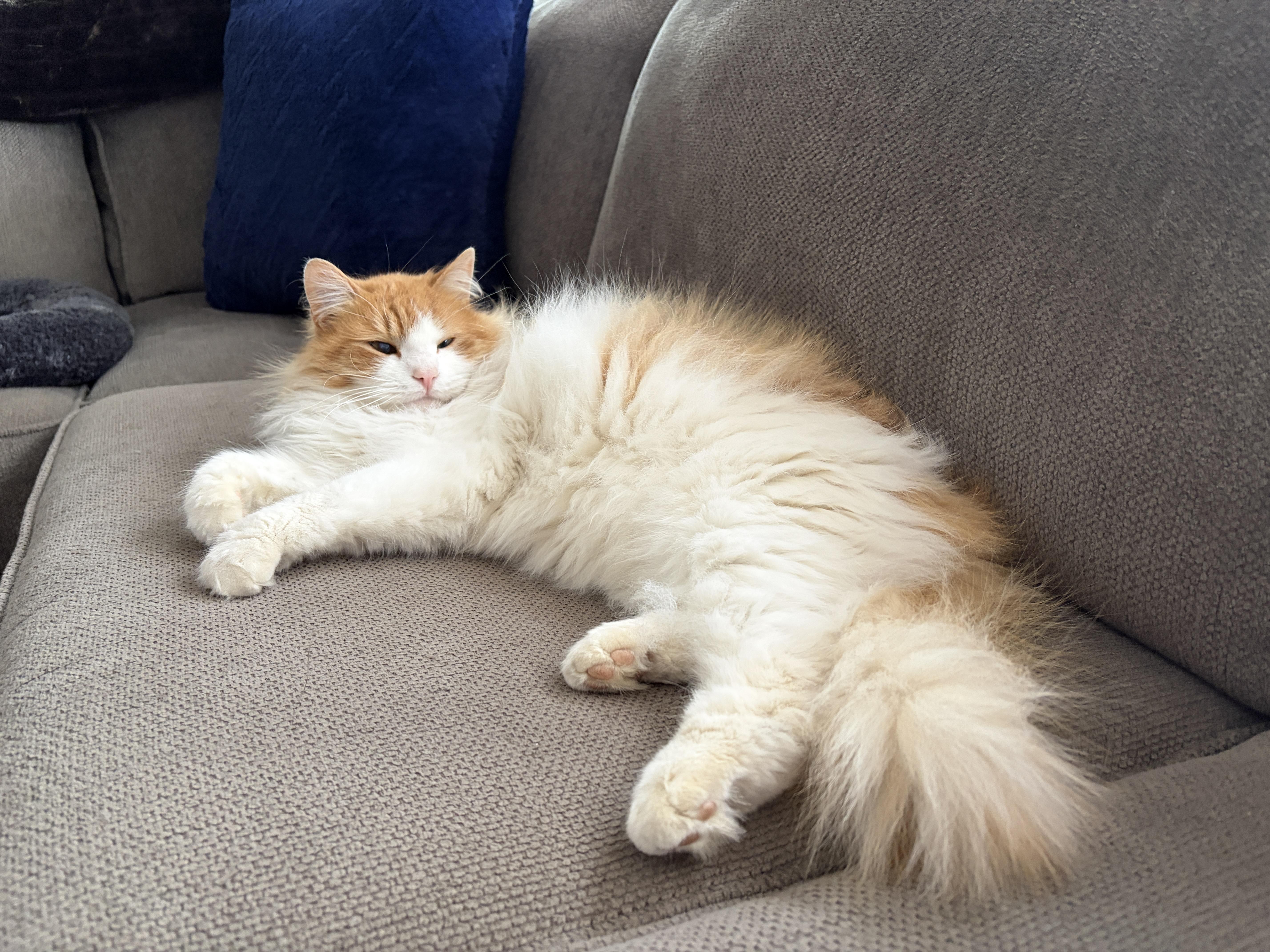 Enlarge SUNNY, an adopted mixed breed in Churchville, PA image 1/5