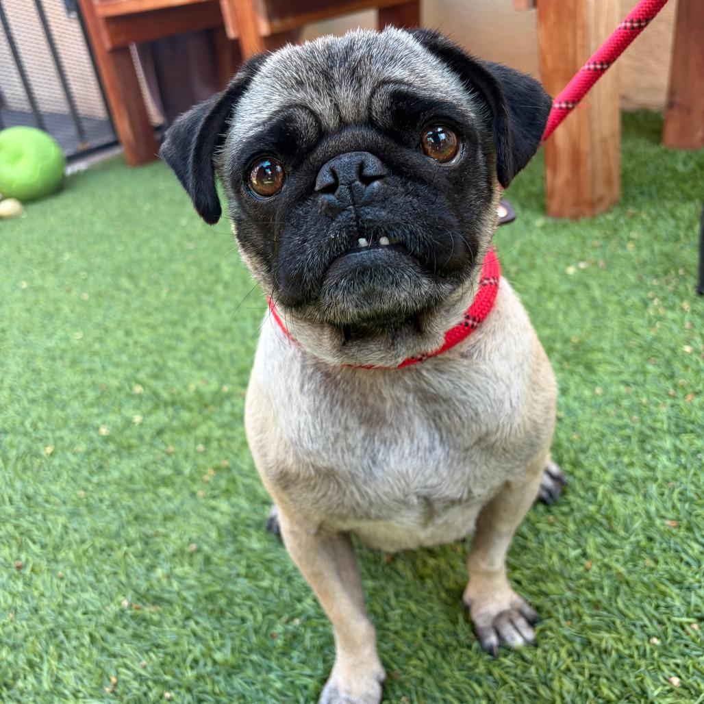 Enlarge JoJo, a Adoptable mixed breed in Long Beach, CA image 1/6