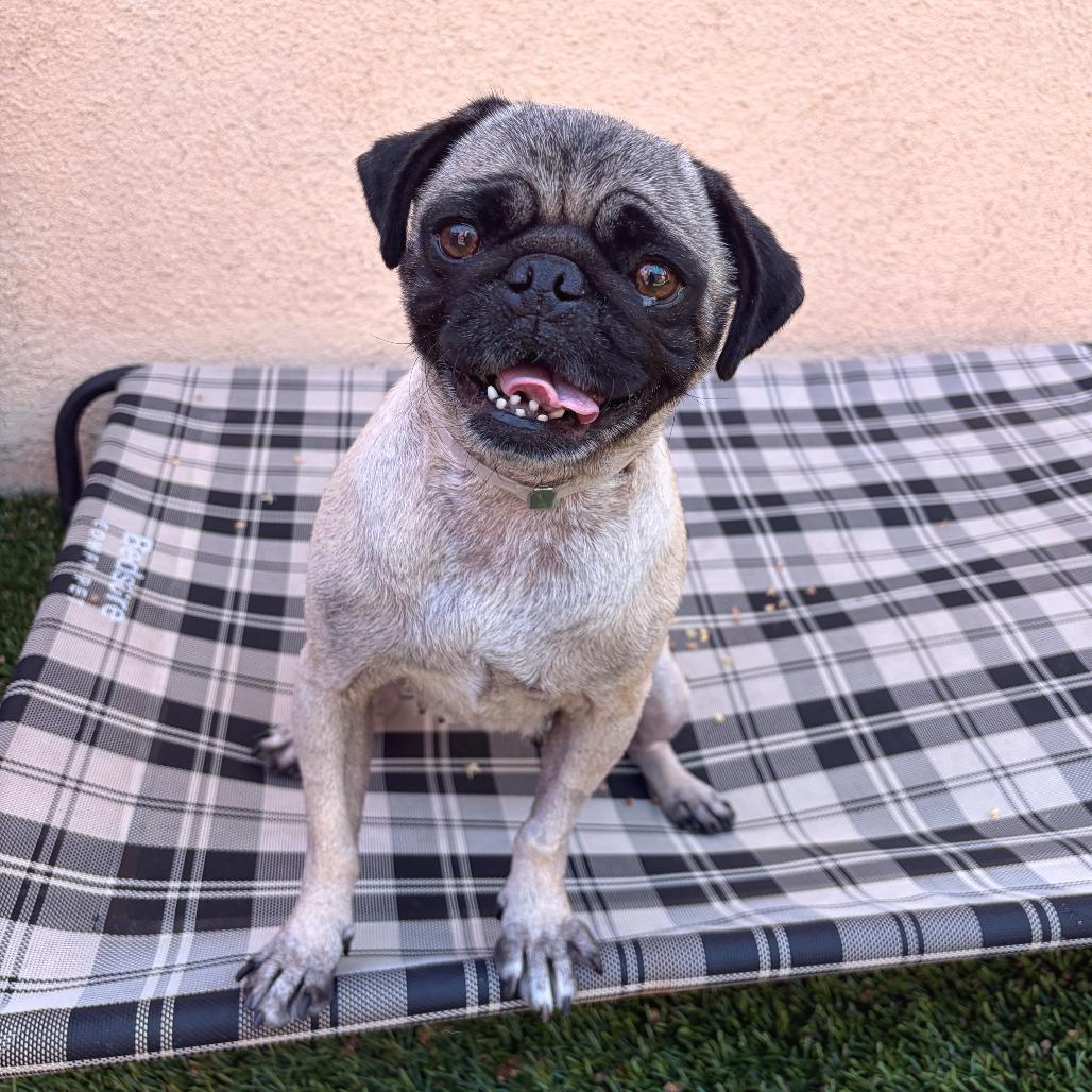 Enlarge JoJo, a Adoptable mixed breed in Long Beach, CA image 4/6