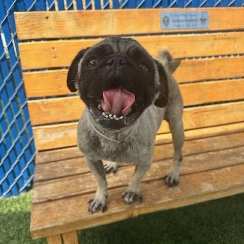 Enlarge JoJo, a Adoptable mixed breed in Long Beach, CA image 5/6