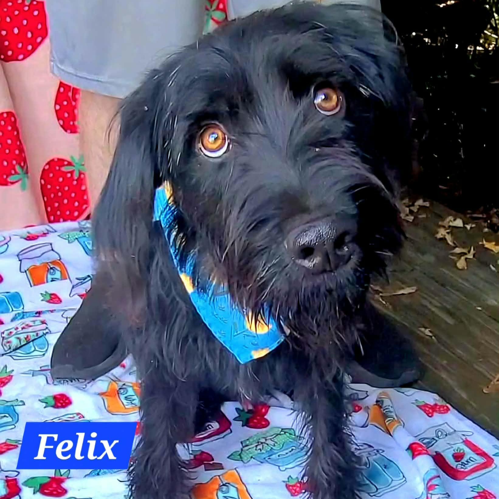 Enlarge Felix, a Adopted mixed breed in Woolwich, ME image 1/2