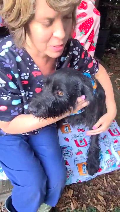 Enlarge Felix, a Adopted mixed breed in Woolwich, ME video 2/2