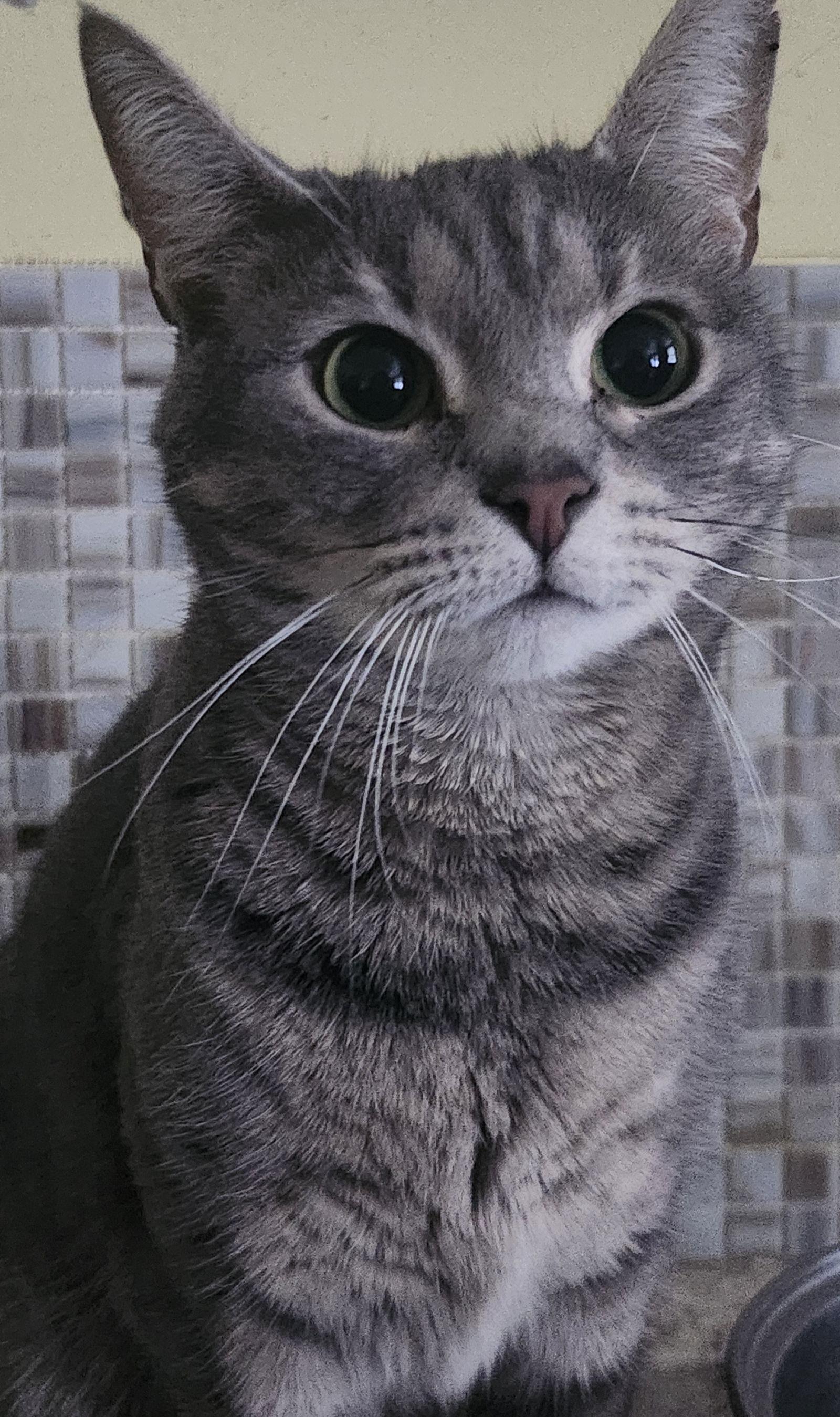 Enlarge Della, a Adopted Domestic Short Hair in Philadelphia, PA image 1/1