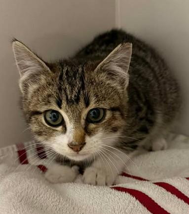 Enlarge Frisk, a Adoptable mixed breed in Lampasas, TX image 2/2