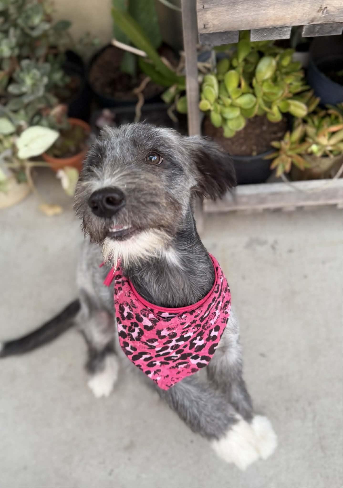Enlarge Bliss, a Adopted mixed breed in Poway, CA image 6/6