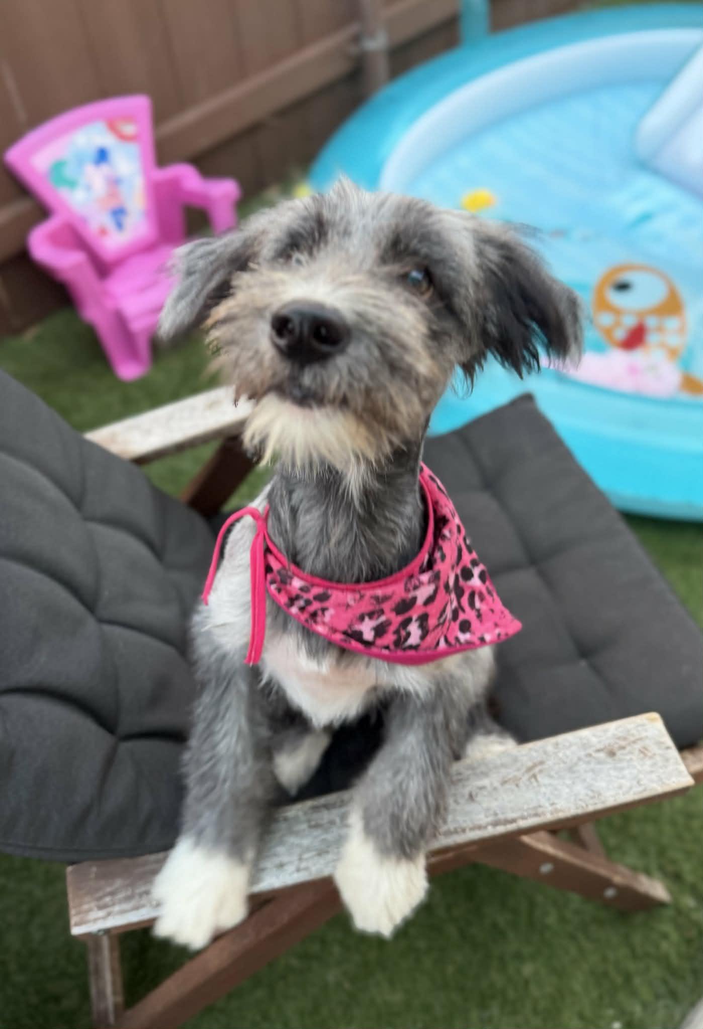 Enlarge Bliss, a Adopted mixed breed in Poway, CA image 2/6