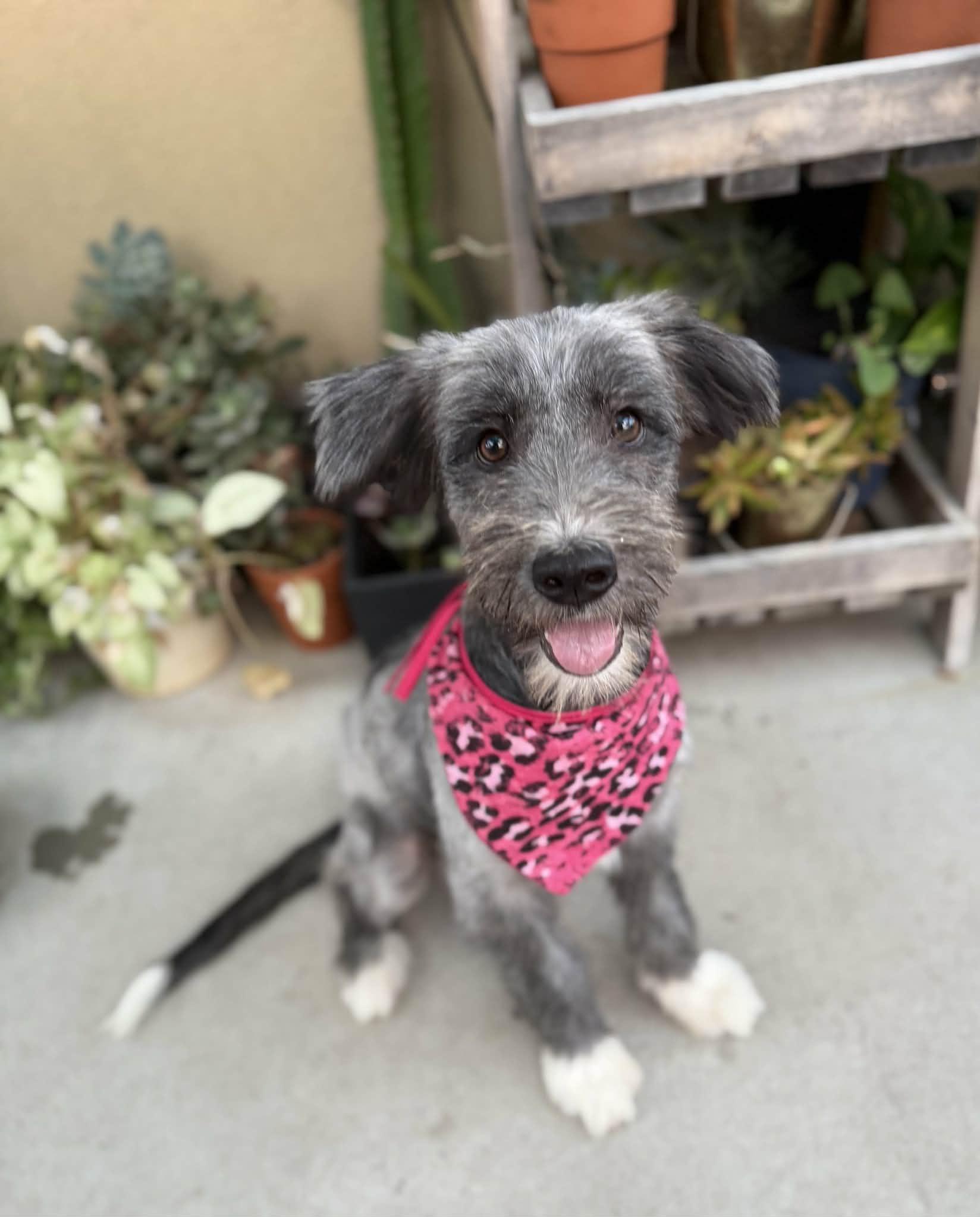 Enlarge Bliss, a Adopted mixed breed in Poway, CA image 1/6