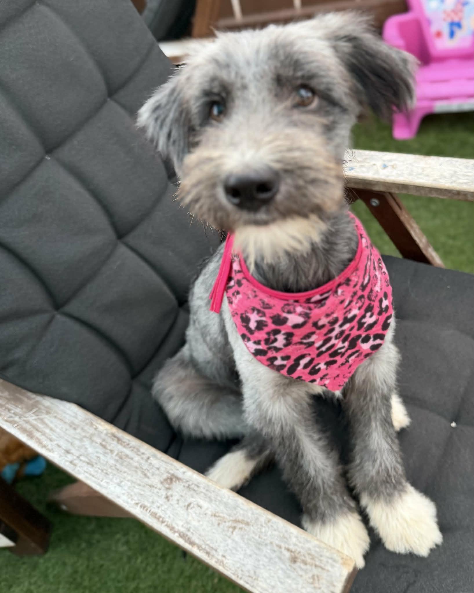 Enlarge Bliss, a Adopted mixed breed in Poway, CA image 3/6
