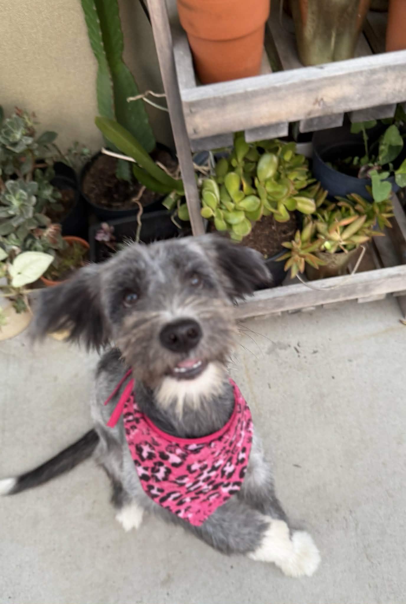 Enlarge Bliss, a Adopted mixed breed in Poway, CA image 5/6