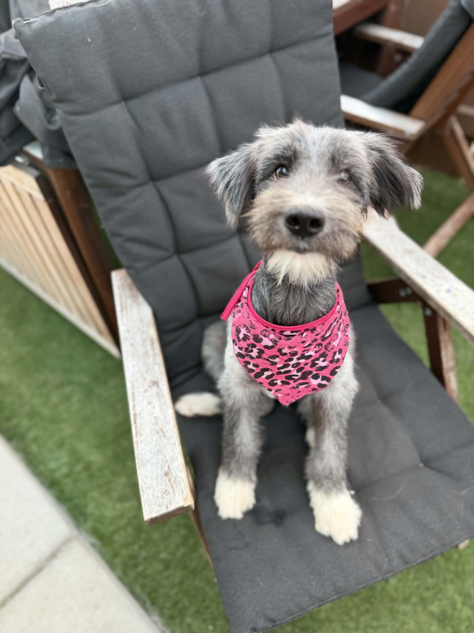 Enlarge Bliss, a Adopted mixed breed in Poway, CA image 4/6