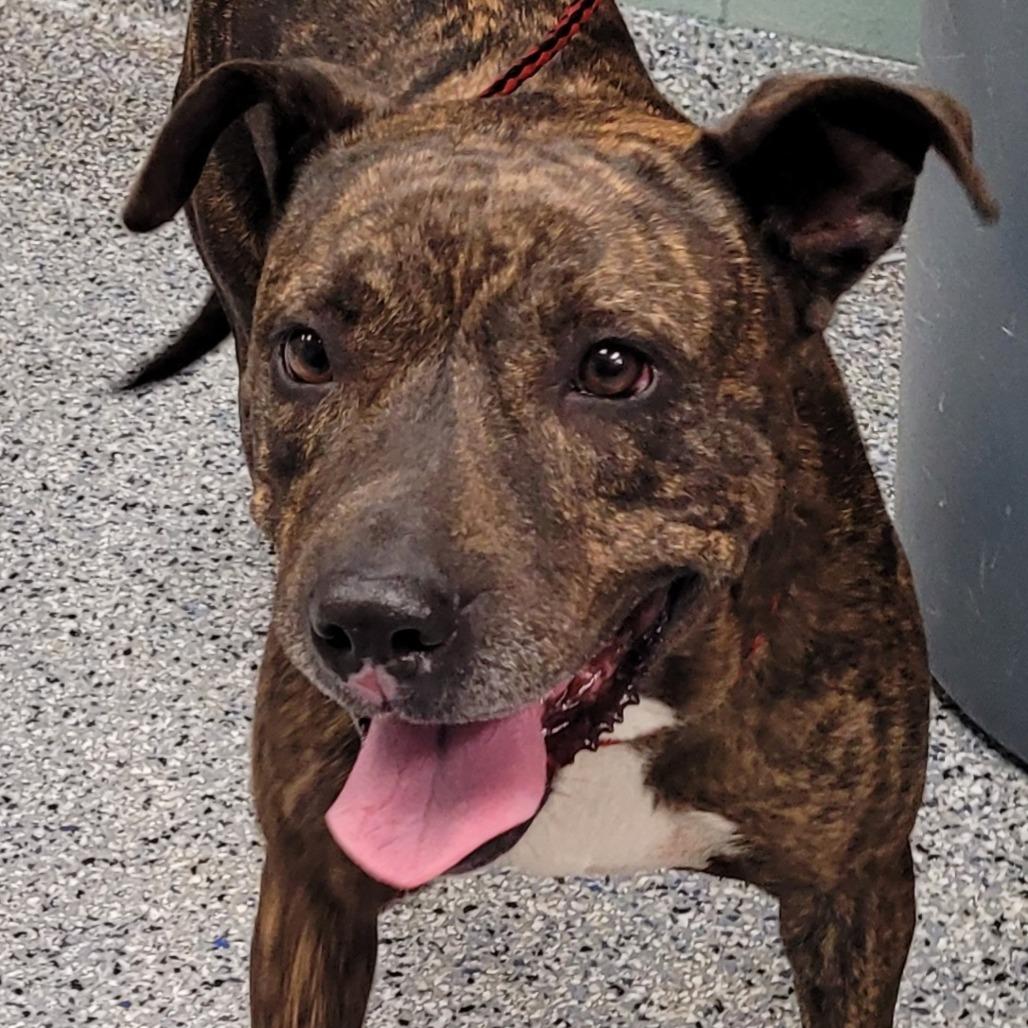 Enlarge Aurora, a Adoptable mixed breed in Greenville, SC image 1/6