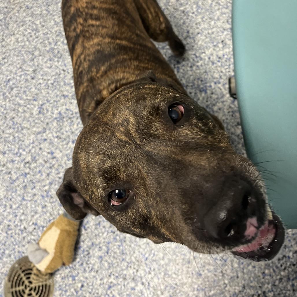 Enlarge Aurora, a Adoptable mixed breed in Greenville, SC image 4/6