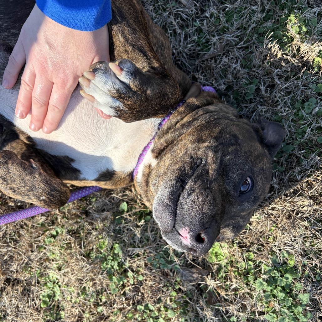 Enlarge Aurora, a Adoptable mixed breed in Greenville, SC image 6/6