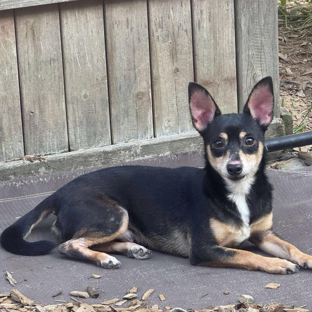 Hub, Adoptable, Adult Male Chihuahua.