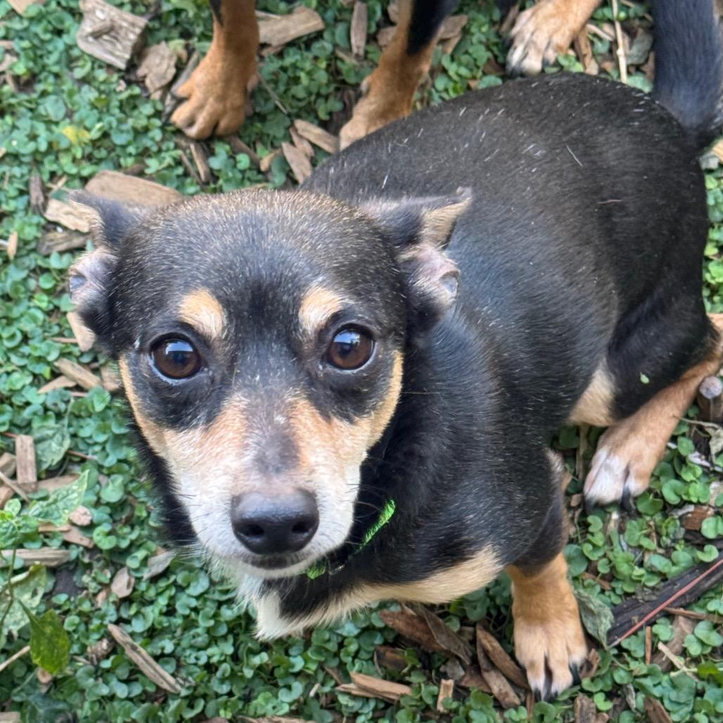 Enlarge Hub, a Adoptable Chihuahua in Katy, TX image 2/2