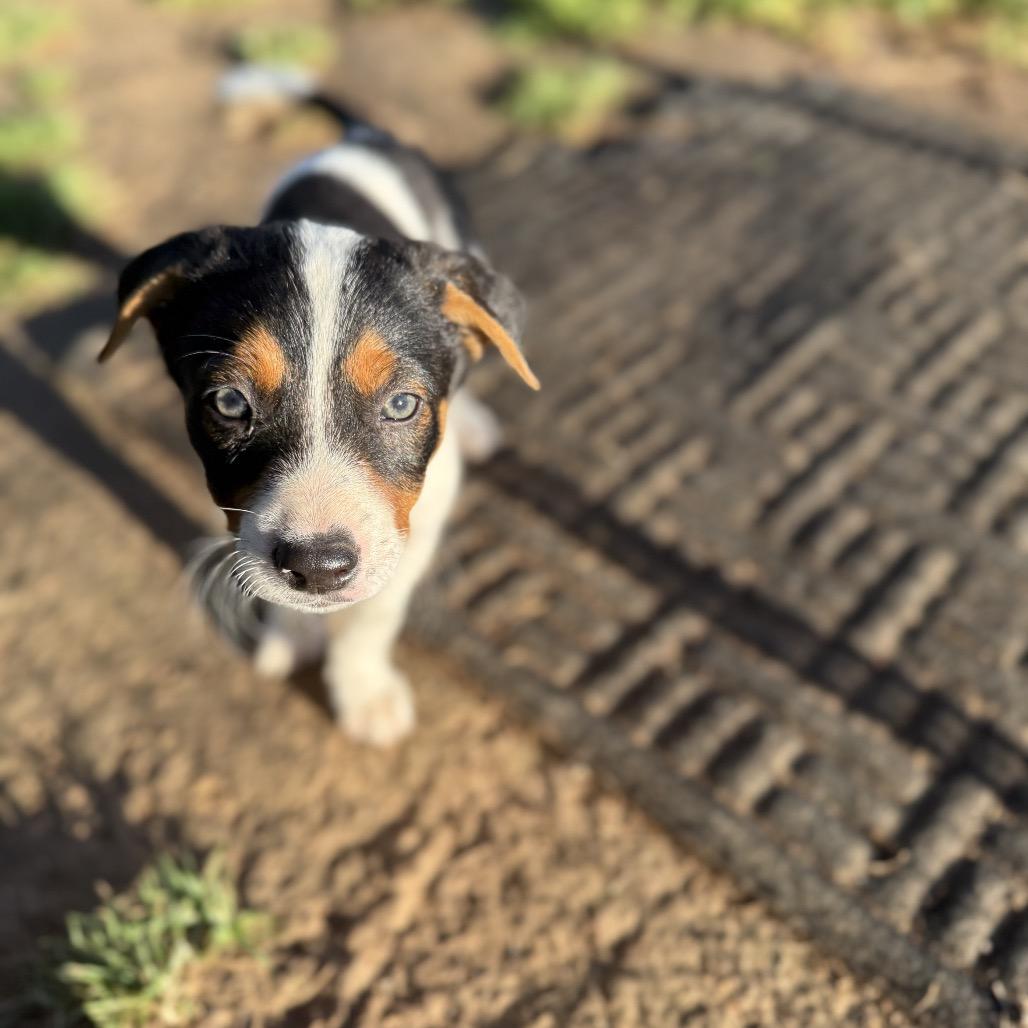Clint, a Adoptable Cattle Dog in Sacramento, CA image 2/6