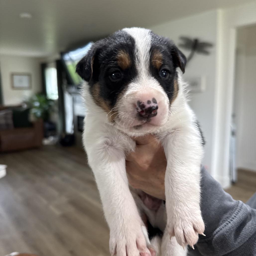 Clint, a Adoptable Cattle Dog in Sacramento, CA image 3/6