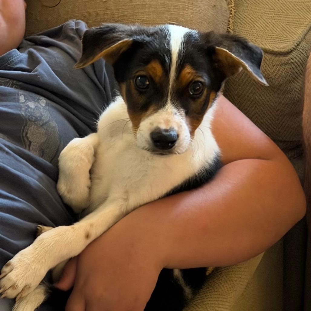 Clint, a Adoptable Cattle Dog in Sacramento, CA image 5/6
