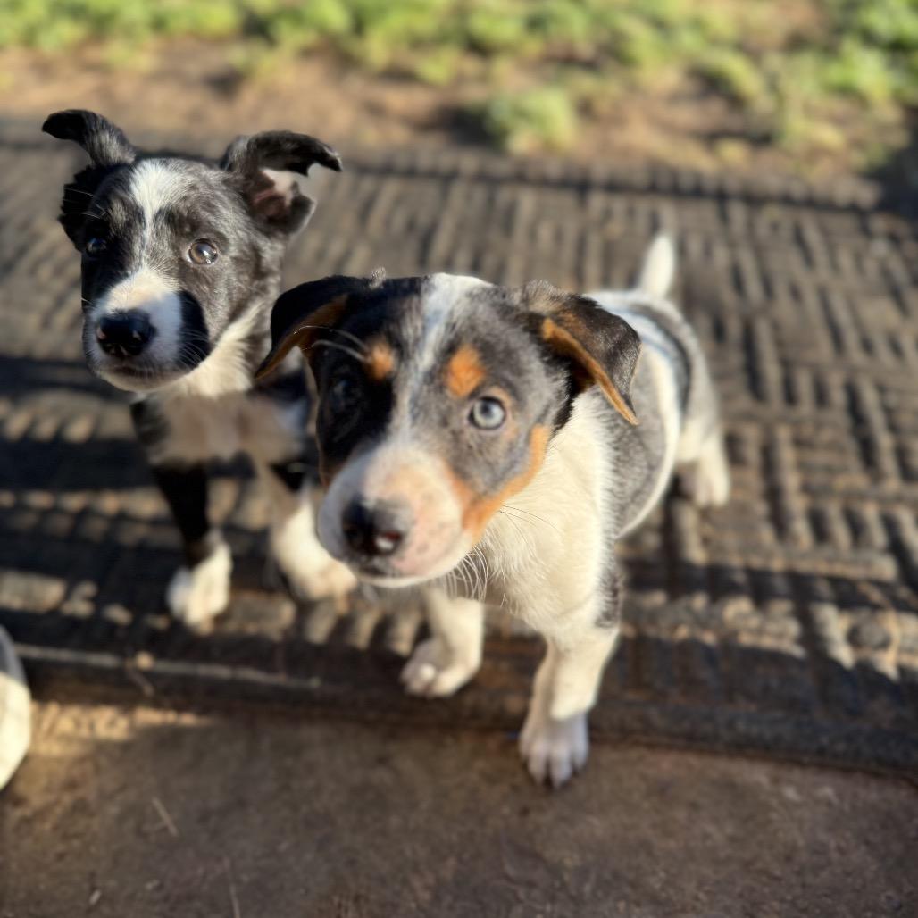 Clint, a Adoptable Cattle Dog in Sacramento, CA image 6/6