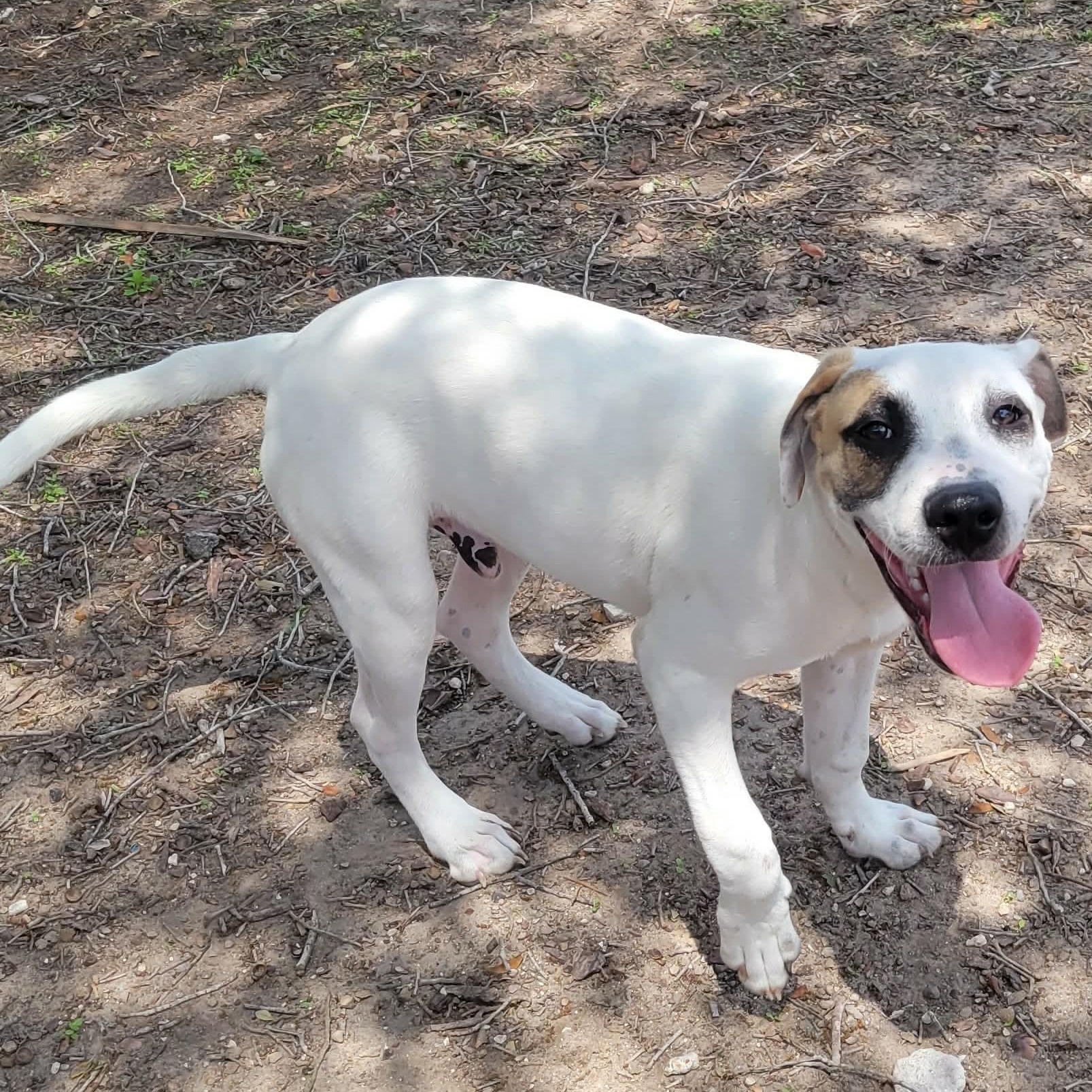 Wishbone, a Adoptable mixed breed in Brattleboro, VT image 3/6