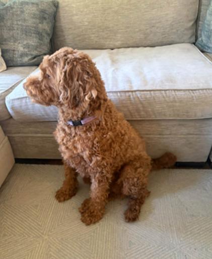 Enlarge Tesse, a Adopted Goldendoodle in Hopkinton, MA image 2/4