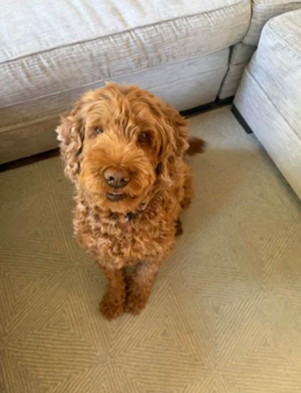 Enlarge Tesse, a Adopted Goldendoodle in Hopkinton, MA image 3/4