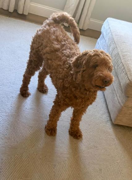 Enlarge Tesse, a Adopted Goldendoodle in Hopkinton, MA image 1/4