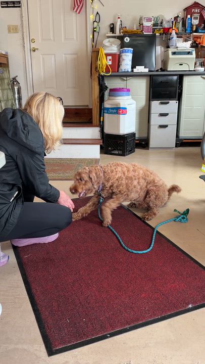 Enlarge Tesse, a Adopted Goldendoodle in Hopkinton, MA video 4/4