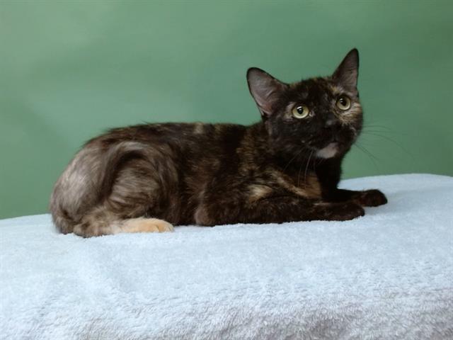 Enlarge BELLE, a Adoptable Domestic Short Hair in Gardena, CA image 1/1
