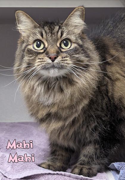 Mahi Mahi (@ Joey`s Pet Outfitters), Adoptable, Senior Female Domestic Long Hair & Domestic Short Hair.