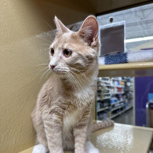 Enlarge Damon, a Adoptable Domestic Short Hair in Edmond, OK image 1/2