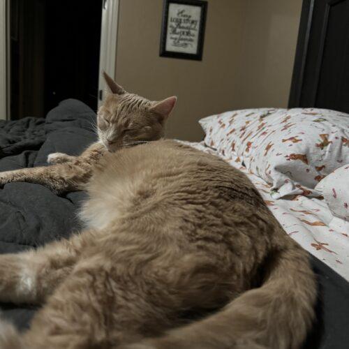 Enlarge Damon, a Adoptable Domestic Short Hair in Edmond, OK image 2/2