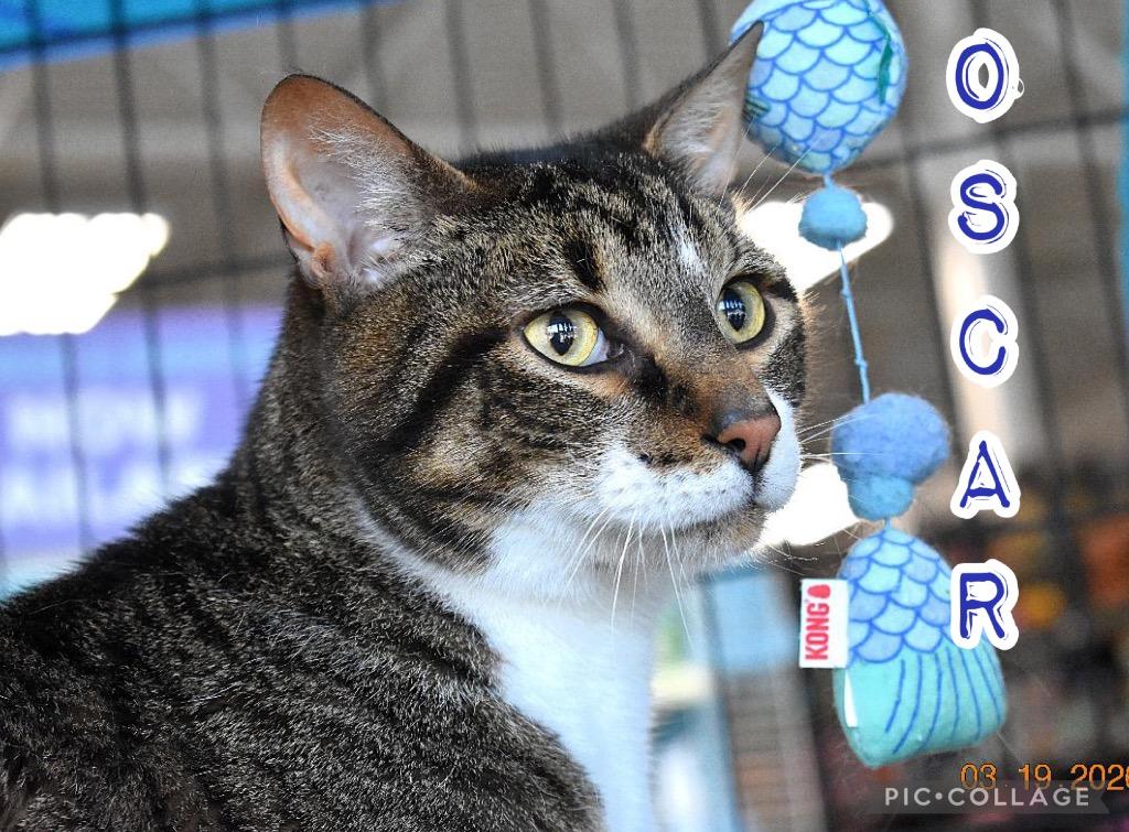 Enlarge Oscar A, a Adoptable mixed breed in Fort Oglethorpe, GA image 1/6