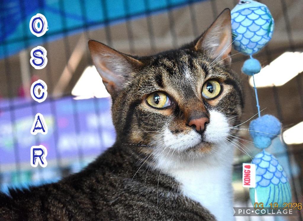 Enlarge Oscar A, a Adoptable mixed breed in Fort Oglethorpe, GA image 2/6