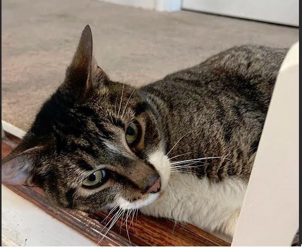 Enlarge Oscar A, a Adoptable mixed breed in Fort Oglethorpe, GA image 3/6