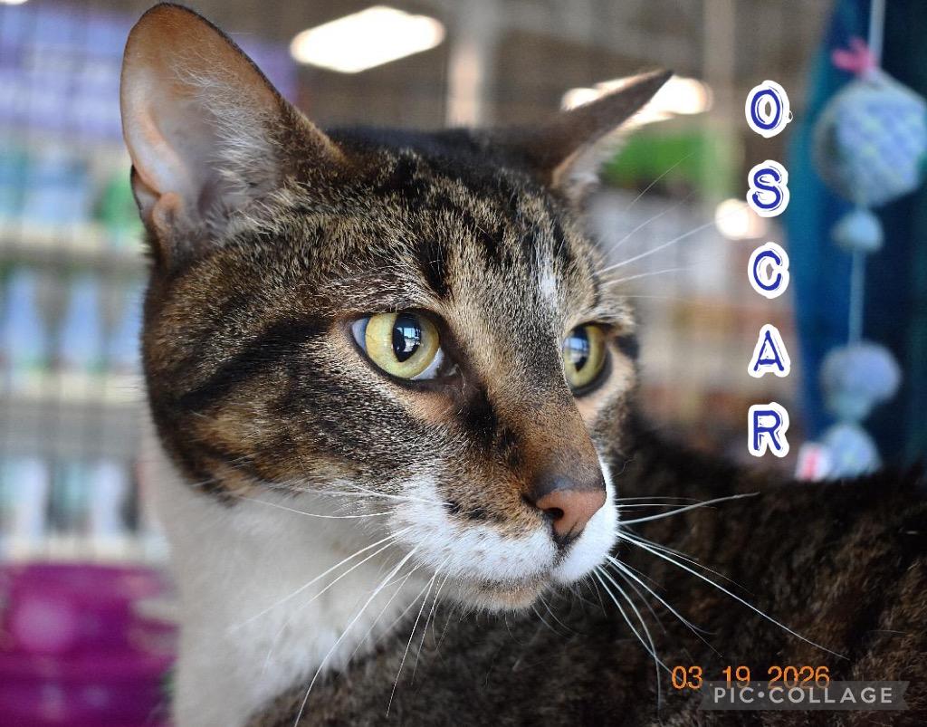 Enlarge Oscar A, a Adoptable mixed breed in Fort Oglethorpe, GA image 4/6