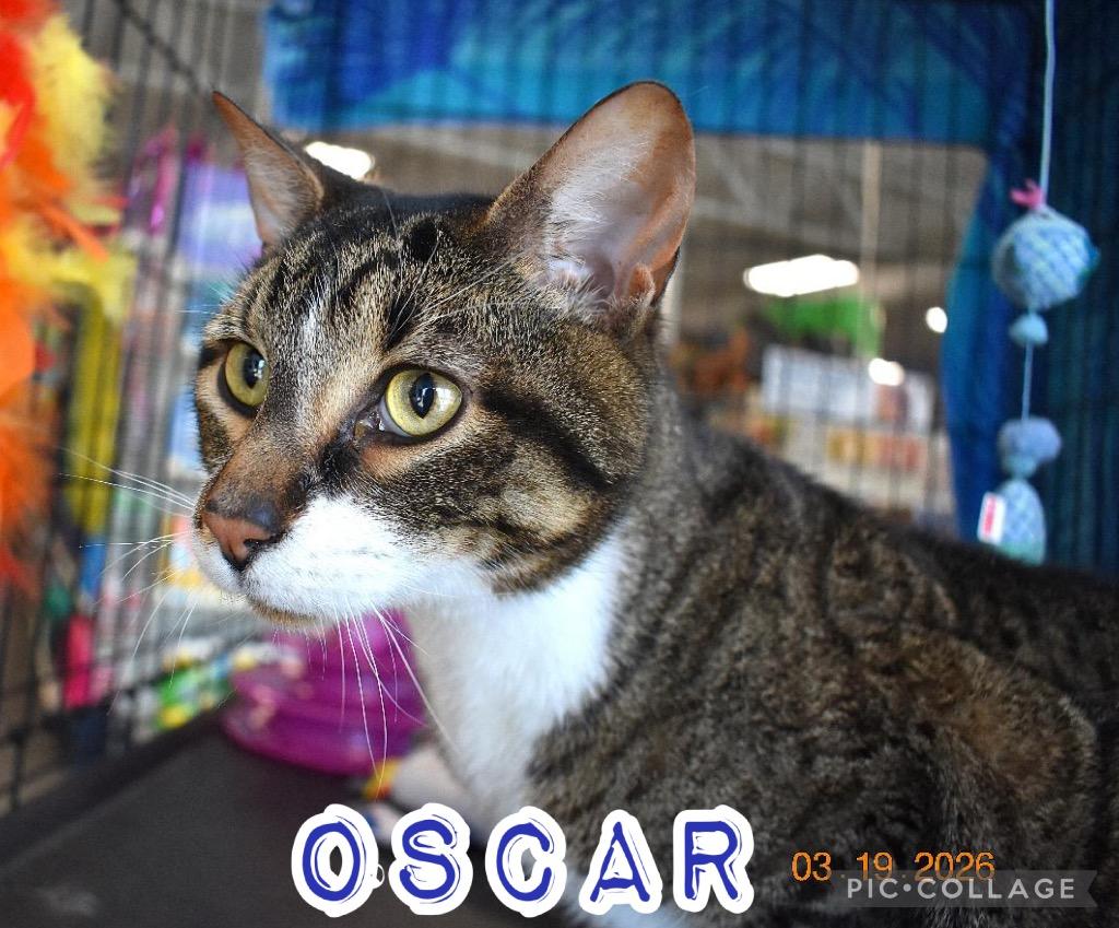 Enlarge Oscar A, a Adoptable mixed breed in Fort Oglethorpe, GA image 5/6