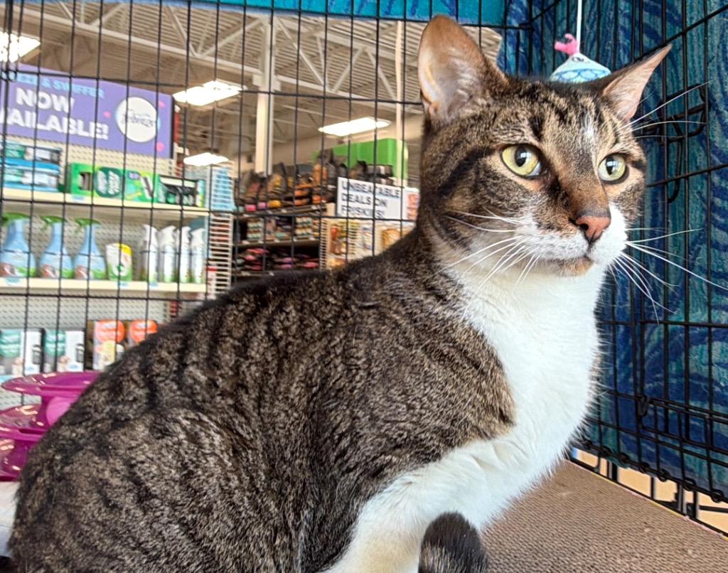 Enlarge Oscar A, a Adoptable mixed breed in Fort Oglethorpe, GA image 6/6