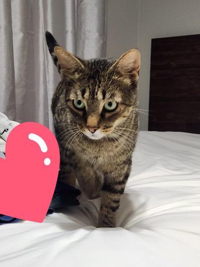 Enlarge Andy, a Adoptable mixed breed in FREDERICKSBURG , VA image 5/5