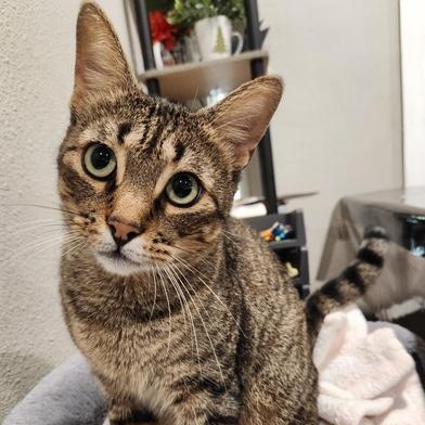 Andy, Adoptable, Adult Male Tabby & Domestic Short Hair.