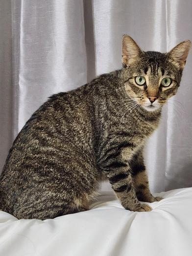 Enlarge Andy, a Adoptable mixed breed in FREDERICKSBURG , VA image 2/5