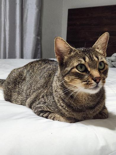 Enlarge Andy, a Adoptable mixed breed in FREDERICKSBURG , VA image 3/5