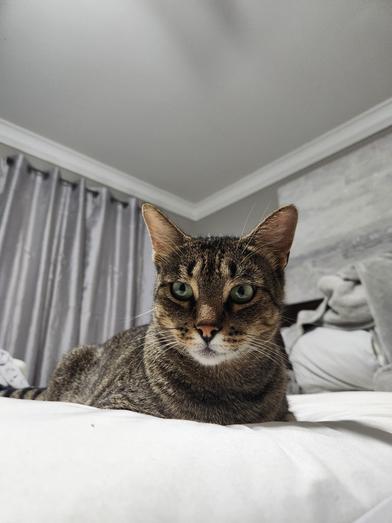 Enlarge Andy, a Adoptable mixed breed in FREDERICKSBURG , VA image 4/5