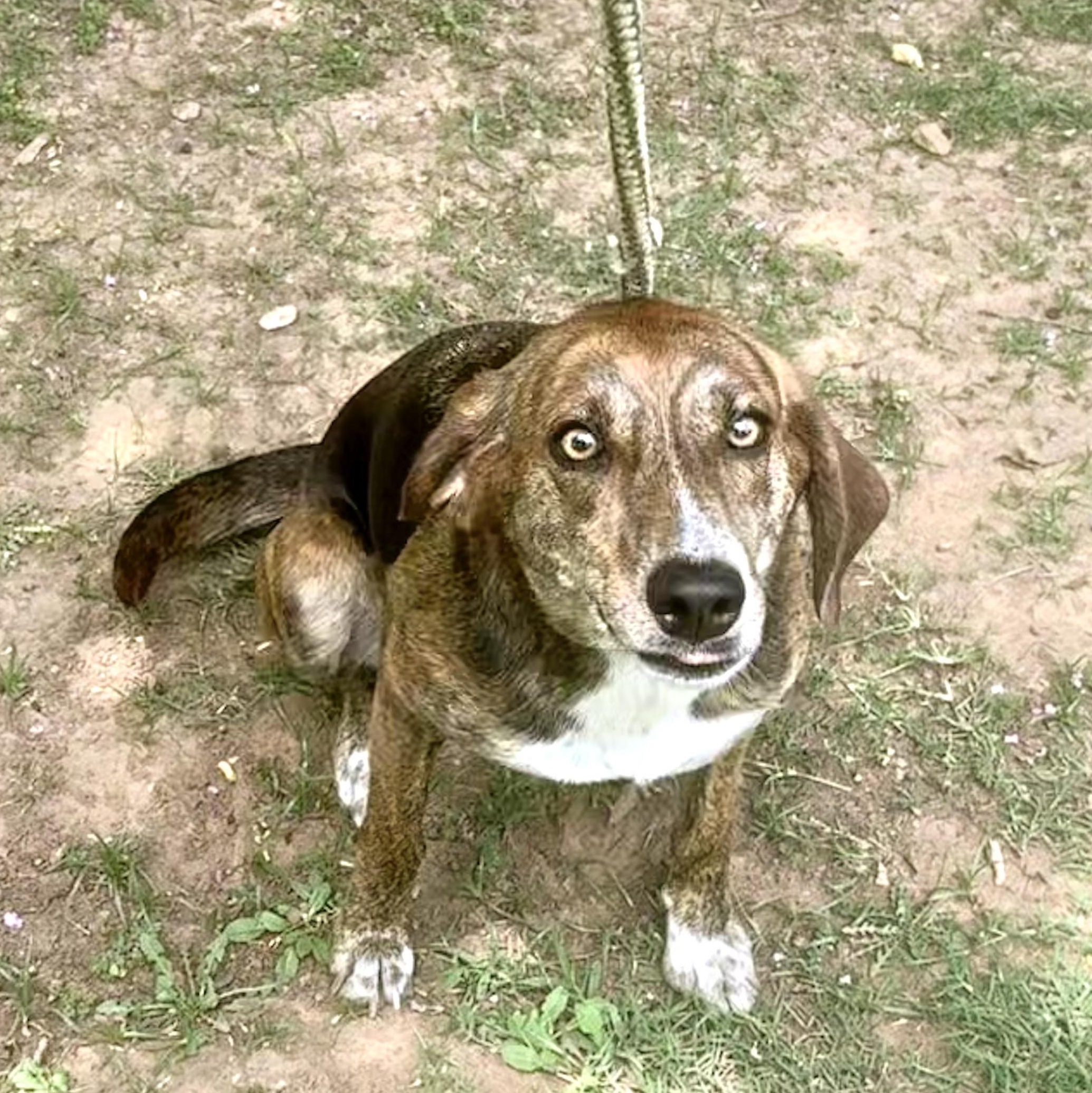 Enlarge Penny, a Adoptable mixed breed in Ransomville, NY image 4/5